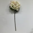 thumbnail image 1 of HYDRANGEE BLANCE ROUGE, 1 of 3