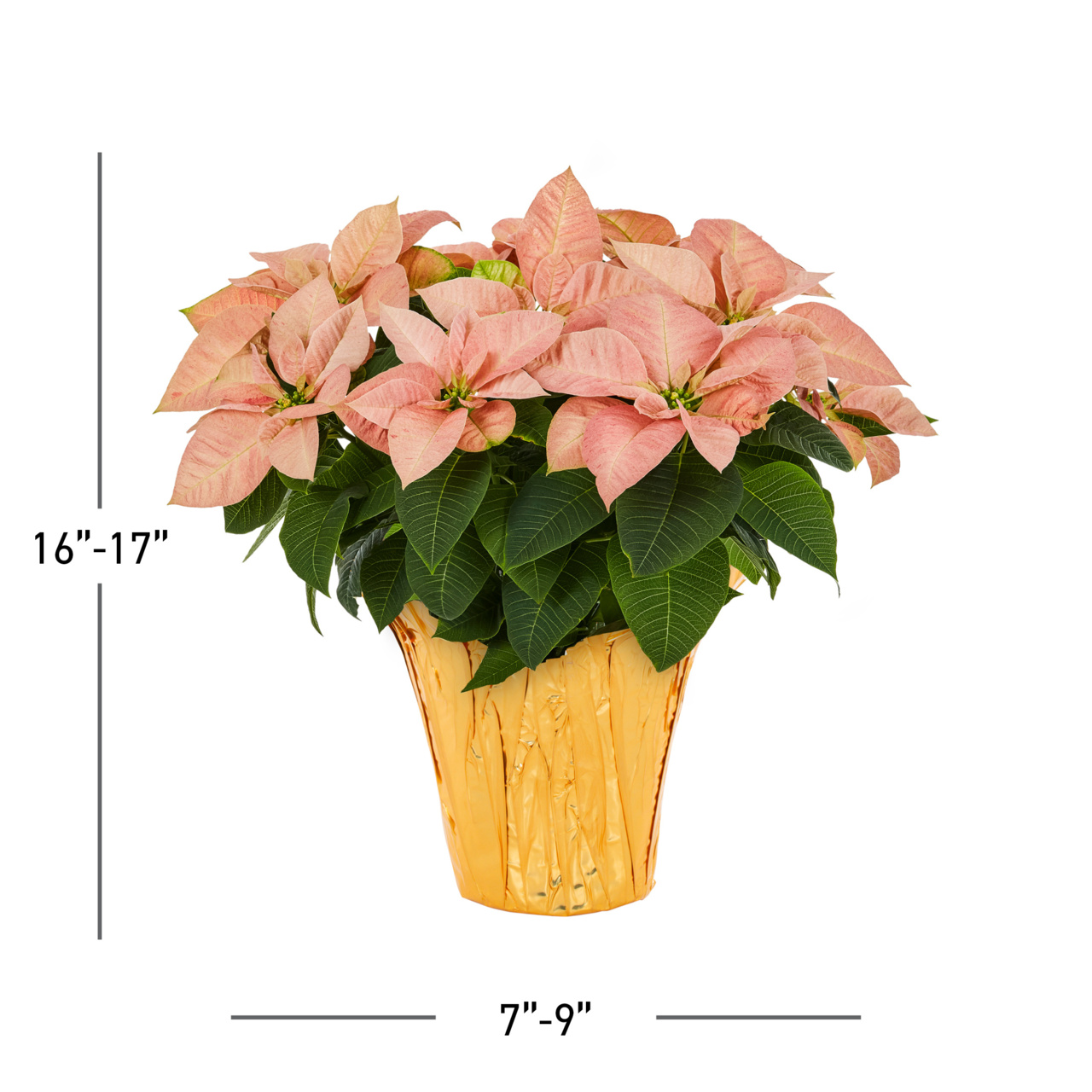 Expert Gardener 2QT Orange Poinsettia Live Houseplant Champagne Foil Cover Indirect Sunlight 3 Pack