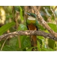thumbnail image 2 of Jaynes Gallery 32x26 White Modern Wood Framed Museum Art Print Titled - Brazil-Pantanal Rufous-tailed jacamar bird on limb, 2 of 4