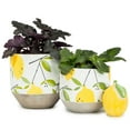 thumbnail image 4 of Planteur de Citrons, 4 of 4