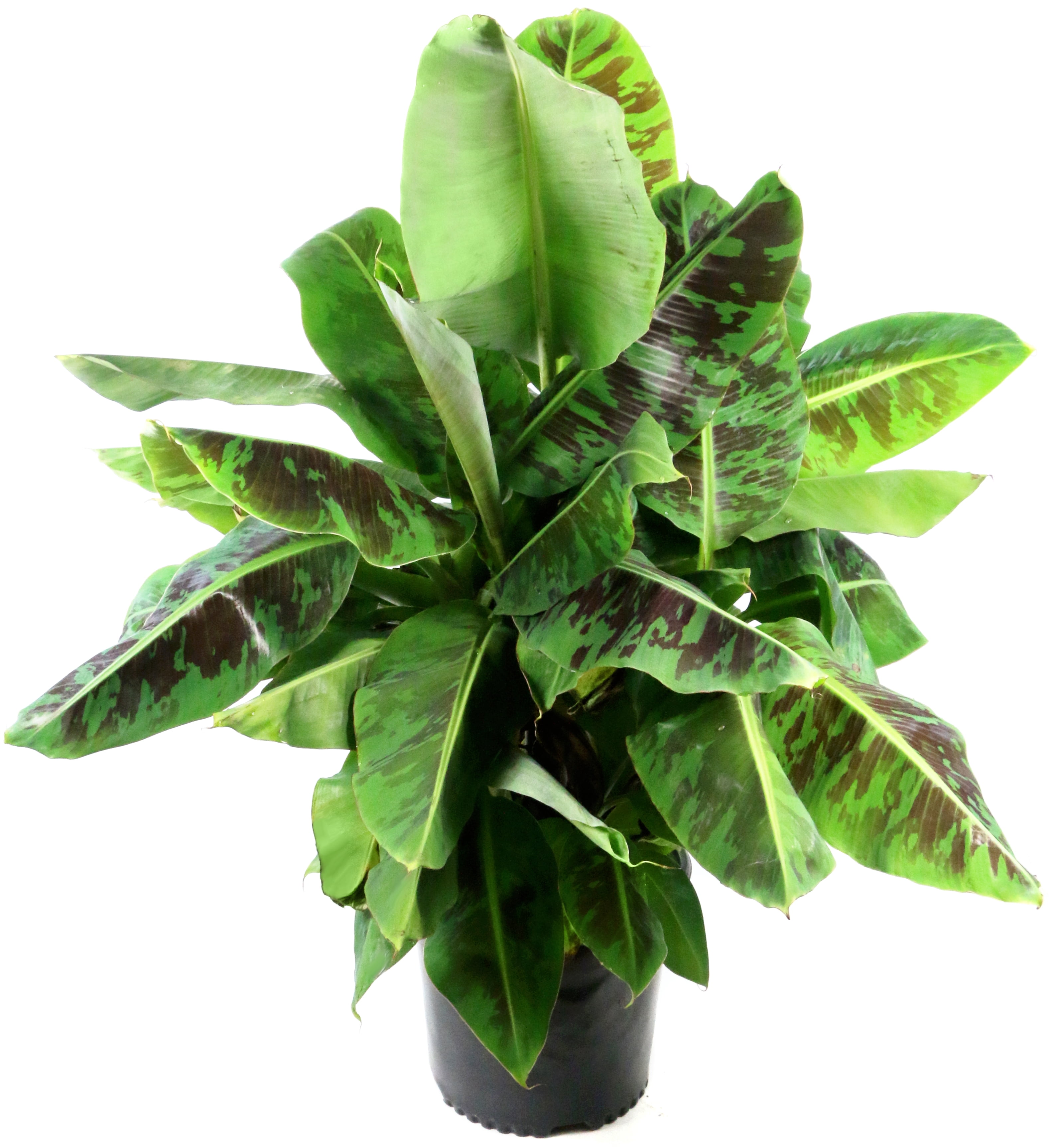 7 in. Cream Planter w/Saucer and a 8 in. Banana Dwarf Cavendish Live Houseplant with Indirect Sun