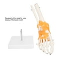 thumbnail image 4 of 1:1 Human Foot Ankle Bone Skeleton Structure Model - Foot Joint Bone Model With Ligaments, Human Foot Joint Model By NestledNature, 4 of 8