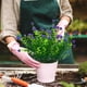 thumbnail image 4 of Ramo artificial de flores de eucalipto de plástico para decoración de jardín y hogar | Plantas artificiales realistas con hojas y brotes verdes | Decoración navideña para interiores y exteriores, 4 of 6