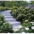 thumbnail image 5 of The Knock Out® Family of Roses 'The Yellow Sunny Knock Out® Rose' Live Shrub in 2-Gallon Grower Pot, 5 of 8