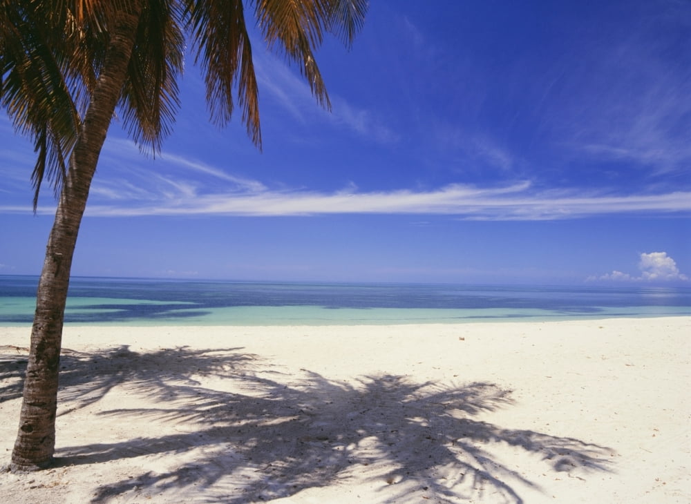 Palm Tree On Tropical Beach Playa Ancon Canvas Art - Ian Cumming Design Pics (16 x 12)