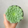 thumbnail image 4 of Aeonium Dinner Plate, Beautiful Rosettes Succulent, Live Easy Care House Plant - 4 inch size, 4 of 4