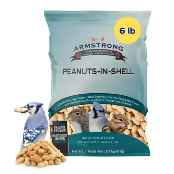 Armstrong Wild Bird Food Peanuts-In-Shell, 6 Pounds - for Blue Jays, Eastern Grey Squirrels and Eastern Chipmunks – Ideal for Outside Feeders
