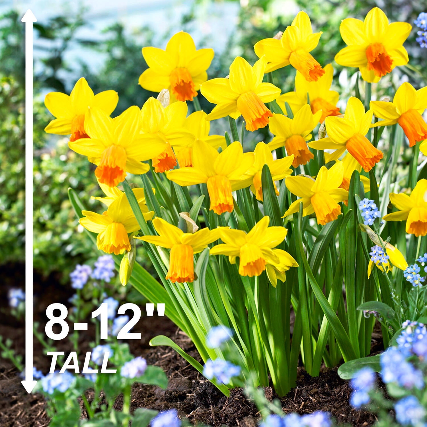 Garden State Bulb Narcissus Cyclamineus Jetfire Mix Daffodil Flower Bulbs, 12/14cm (Bag of 50)