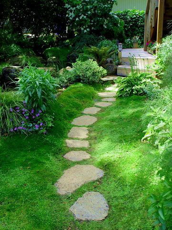 Expert Gardener 1 Pint Sagina subulata 'Irish Moss' Perennial Groundcover Live Plants