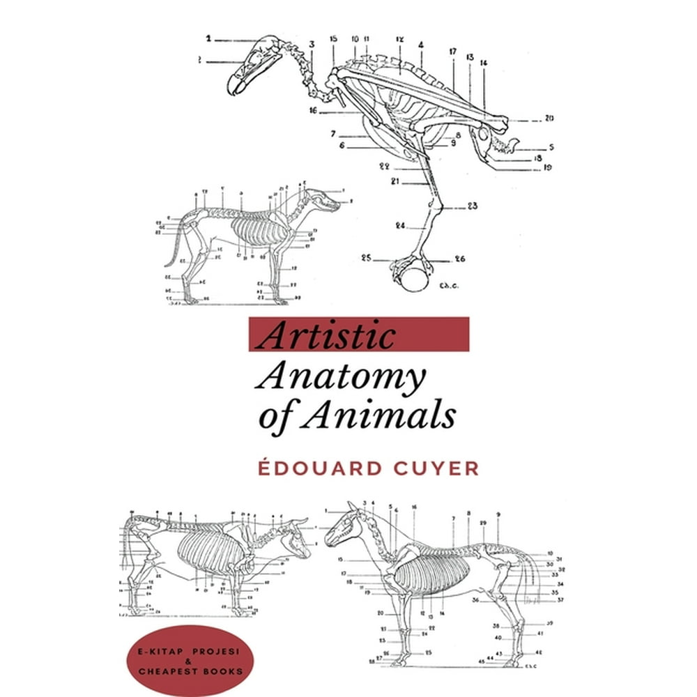 Artistic Anatomy of Animals (Hardcover) - Walmart.com - Walmart.com