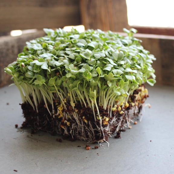 Radish Sprouting Seed - Minowase Variety - 4 oz Seed Pouch - Heirloom Radishes - Non-GMO Gardening, Microgreen, and Sprout Seeds
