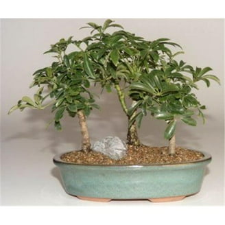 growing a bonsai tree from seed Bonsai Beginner Tree Starter Kit - DIY From Seed to Tree