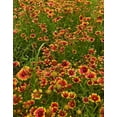 thumbnail image 4 of TomorrowSeeds - Indian Blanket Flower Seeds - 2000+ Count - For 2026 Planting Gaillardia Pulchella, 4 of 9