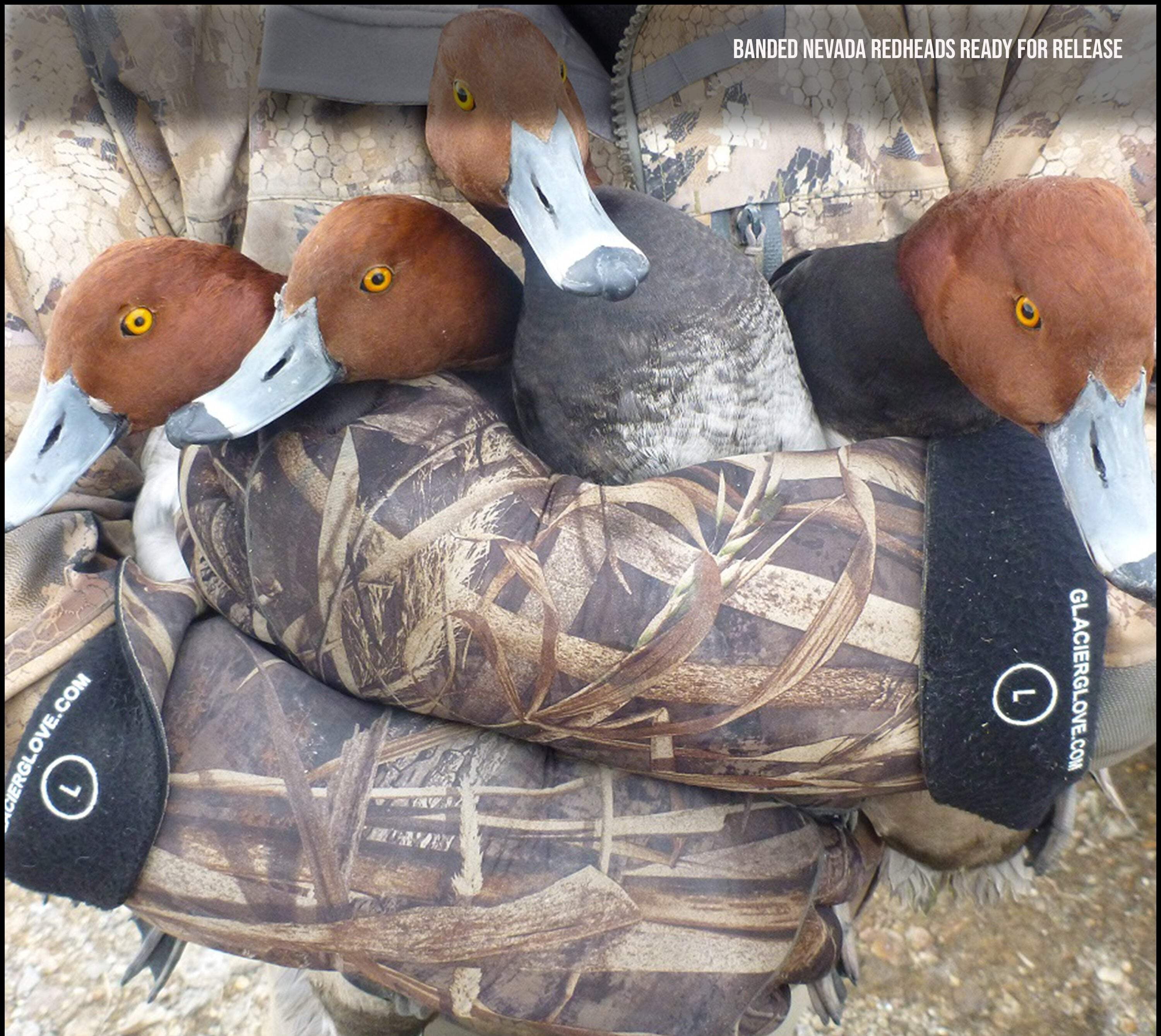 Glacier Outdoor Decoy Glove Unisex Waterproof Elbow Length Neoprene Hunting Glove Realtree MAX-7 L