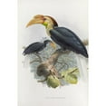 thumbnail image 3 of Daniel Giraud Elliot 17x24 Black Modern Framed Museum Art Print Titled - Rhytidoceros Subruficollis (1882), 3 of 5