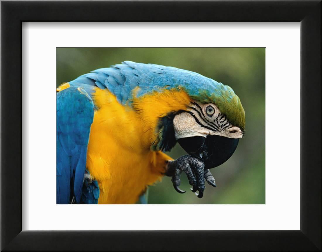 Blue and Yellow Macaw, S America Framed Print Wall Art By Staffan Widstrand