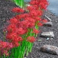 thumbnail image 2 of Breck's Red Flowering Red Spider Lily Dormant Flower Bulbs, Set of 5 bulbs, 2 of 3