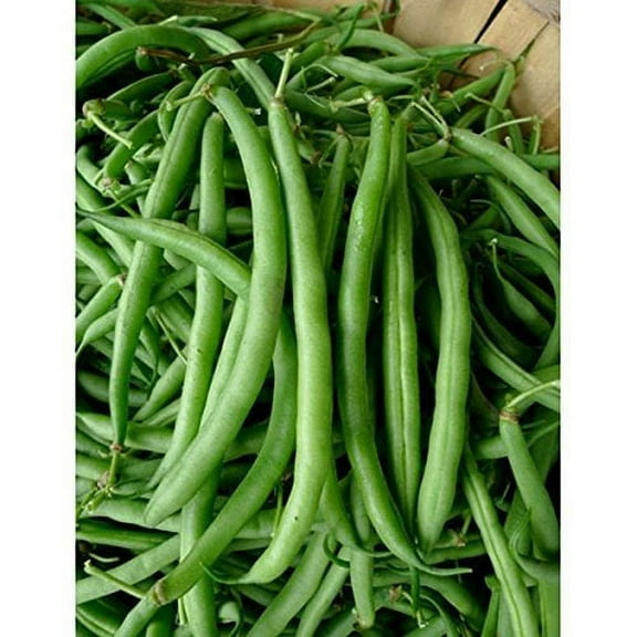 Seed Kingdom Bean Burpee Stringless Great Heirloom Garden Vegetable Bulk 1 Lb Seeds