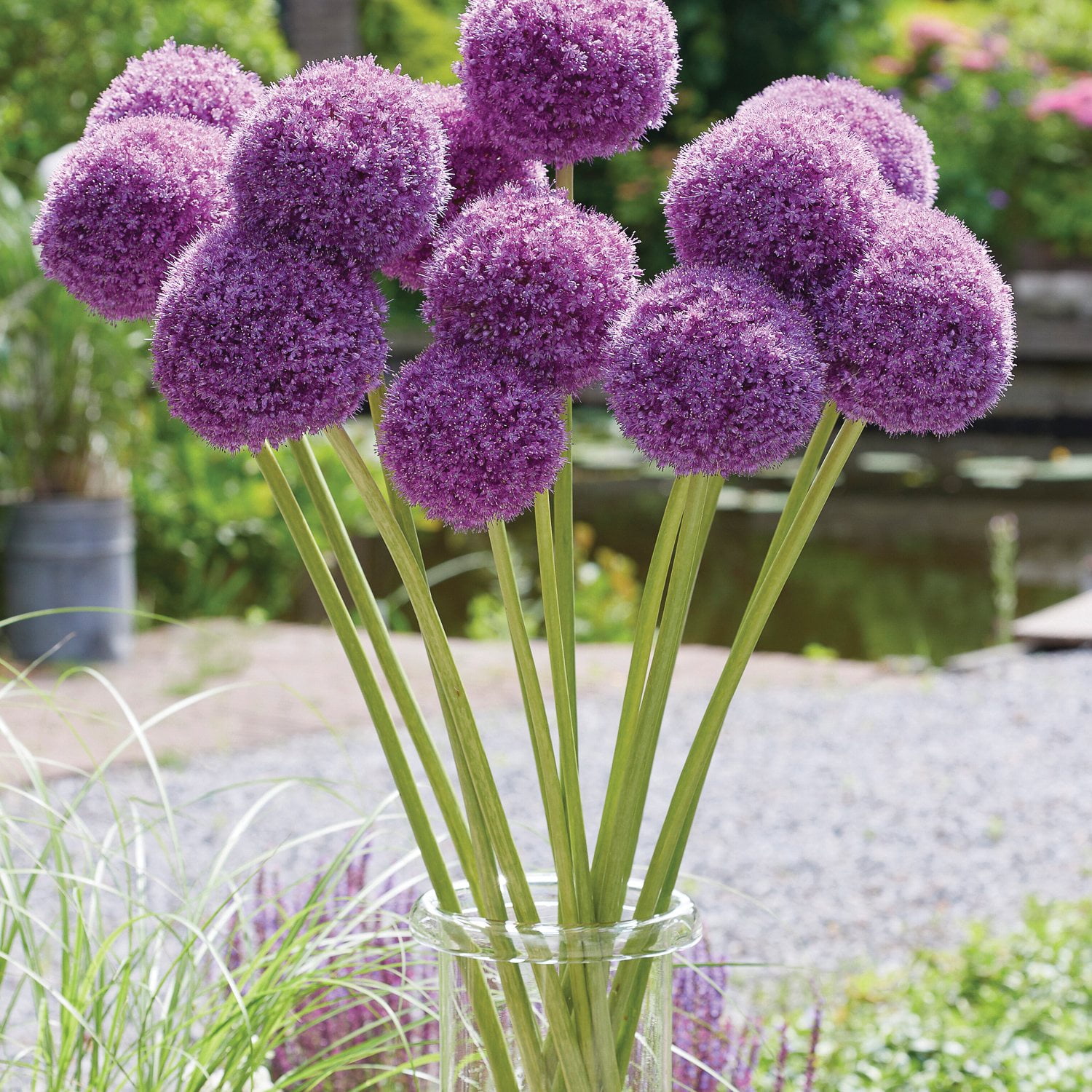［新品］SLOTHREAT Allium Allium Bulbs - Graceful Mix | Fall Flower Bulbs | Eden Brothers
