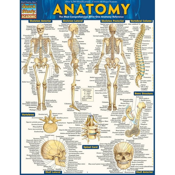 Pre-Owned Anatomy: Quickstudy Laminated Reference Guide (Misc.) 1423222784 9781423222781