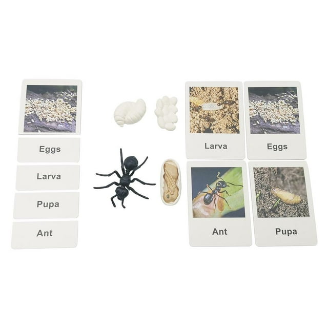 Juego de ciclo de de crecimiento animal realista Juguetes preescolares Zulema Juego de crecimiento para niños