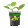 thumbnail image 3 of (2 pack) Bonnie Plants Black Beauty Zucchini Live Plants, 3 of 9