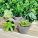 thumbnail image 5 of Plantas verdes Imitación antigua carnosa combinación maceta escritorio planta simulación pequeña maceta falsa carnosa, 5 of 6