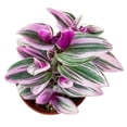 thumbnail image 3 of Tradescantia Nanouk, 1 Pack Rare Live Succulent Plant Fully Rooted in 4" Pot, Real House Plant for Indoor Outdoor Home Office Wedding Decoration Party Favor, 3 of 6