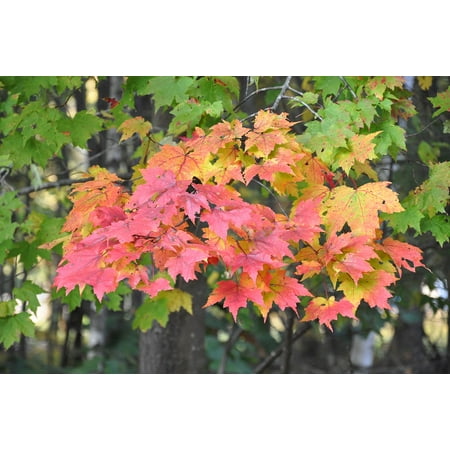 LAMINATED POSTER Autumn New England Leaves New Hampshire Trees Fall Poster Print 24 x (New England Fall Leaves Best Time)