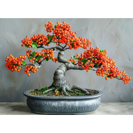 30 Firethorn Bonsai Tree Seeds for Planting