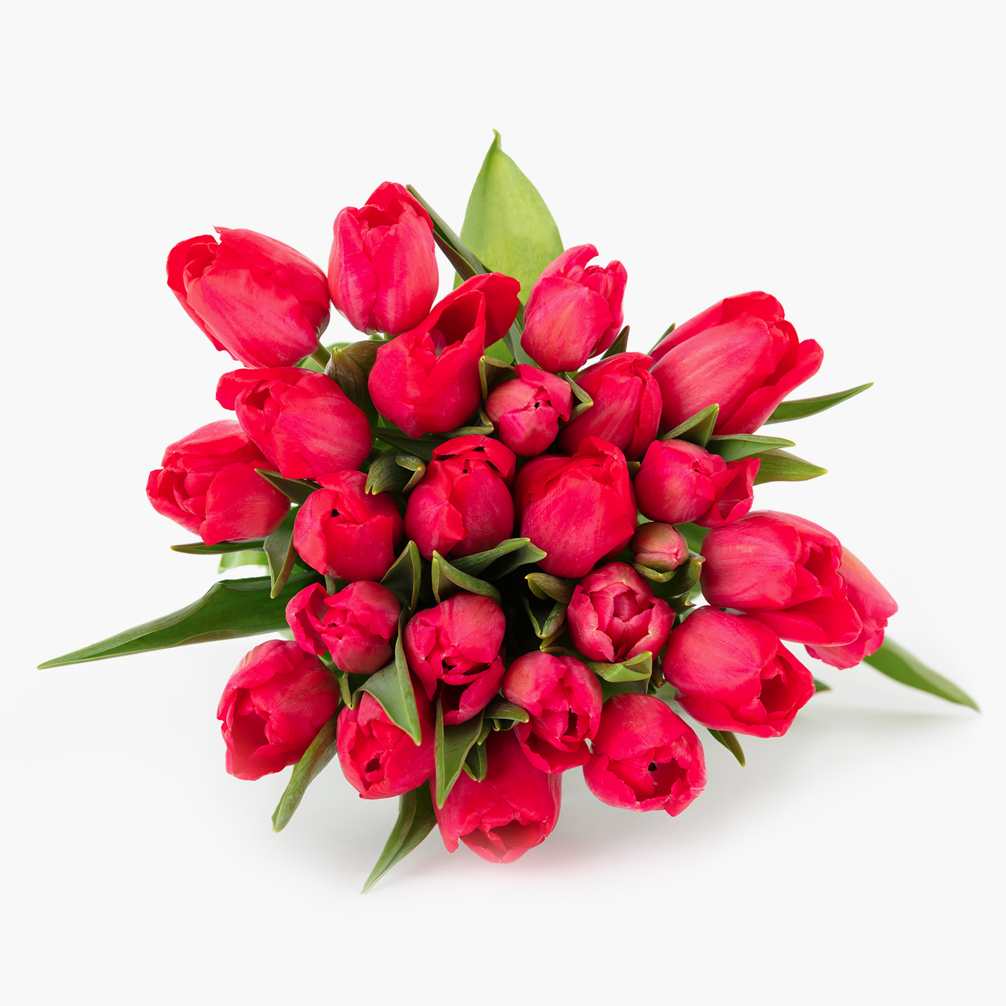 BloomsyBox Bouquets Radiant Red Tulips, 25 Stunning Stems, Bright Red