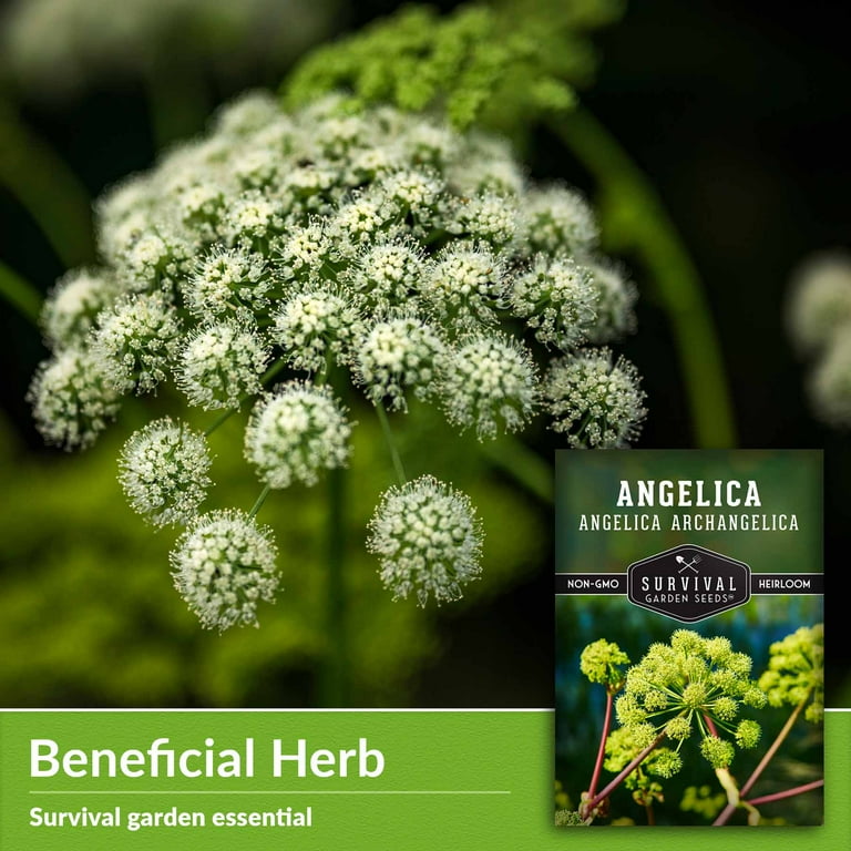 house plant fertilizers Houseplant 8-3-1 Fertilizer Mini 1/2 Lb – The Old Farmer's Almanac Store main image 1