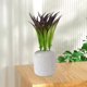 thumbnail image 5 of Crea hojas tropicales altas y brillantes para decorar interiores y exteriores en cualquier época del año. Decoración para patios y porches. Embellece tu jardín., 5 of 5