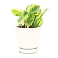 thumbnail image 1 of Peperomia Golden Gate (4" Minimalist Pot) - Baby Rubber Plant - Peperomia Obtusifoliaone - Easy to Care Houseplant for Beginners - Best Indoor Plant for Home Office Decor - Air purifying Houseplant, 1 of 4