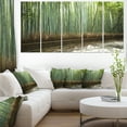 thumbnail image 1 of Beautiful View of Bamboo Forest, 1 of 3