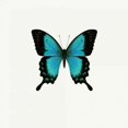 thumbnail image 2 of Blue Butterfly Poster Print by PhotoINC Studio (12 x 12), 2 of 2