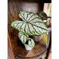 thumbnail image 4 of Blue Buddha Farm: White Christmas Caladium (2 Bulbs) - Easy to Grow Indoor or Outdoor Perennial Plant, 4 of 9