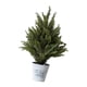 thumbnail image 5 of Pequeño de artificial de ciprés, planta artificial en maceta para mesita de noche, ideal para armario o repisa de chimenea., 5 of 7