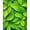 Green, Pattern 1, variant on Flatwoven High Traffic Area Rug, Botanical Green Monstera Leaf Bathroom Non Slip, Non Slip, Stain Resistant, Washable Area Rugs for Living Room, Bedroom(Green, 4X6)