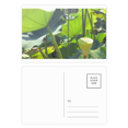 thumbnail image 1 of Summer Lotus Pond Root Art Deco Fashion Postcard Set Birthday Mailing Thanks Greeting Card, 1 of 3