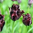 thumbnail image 6 of Easy to Grow Tulip Black Parrot 10 Plant Bulbs, Spring Zones 3-8, 6 of 6