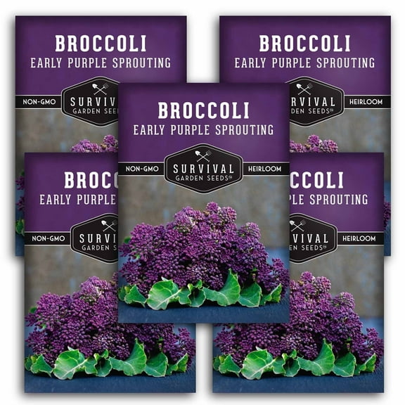 5 Packs Early Purple Sprouting Broccoli Seeds - Heirloom Biennial Full Sun Vegetable