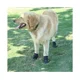 thumbnail image 2 of Juego de 4 botas para perros, zapatos impermeables para perros, con velcro reflectante, 7 yardas, color negro, 2 of 2