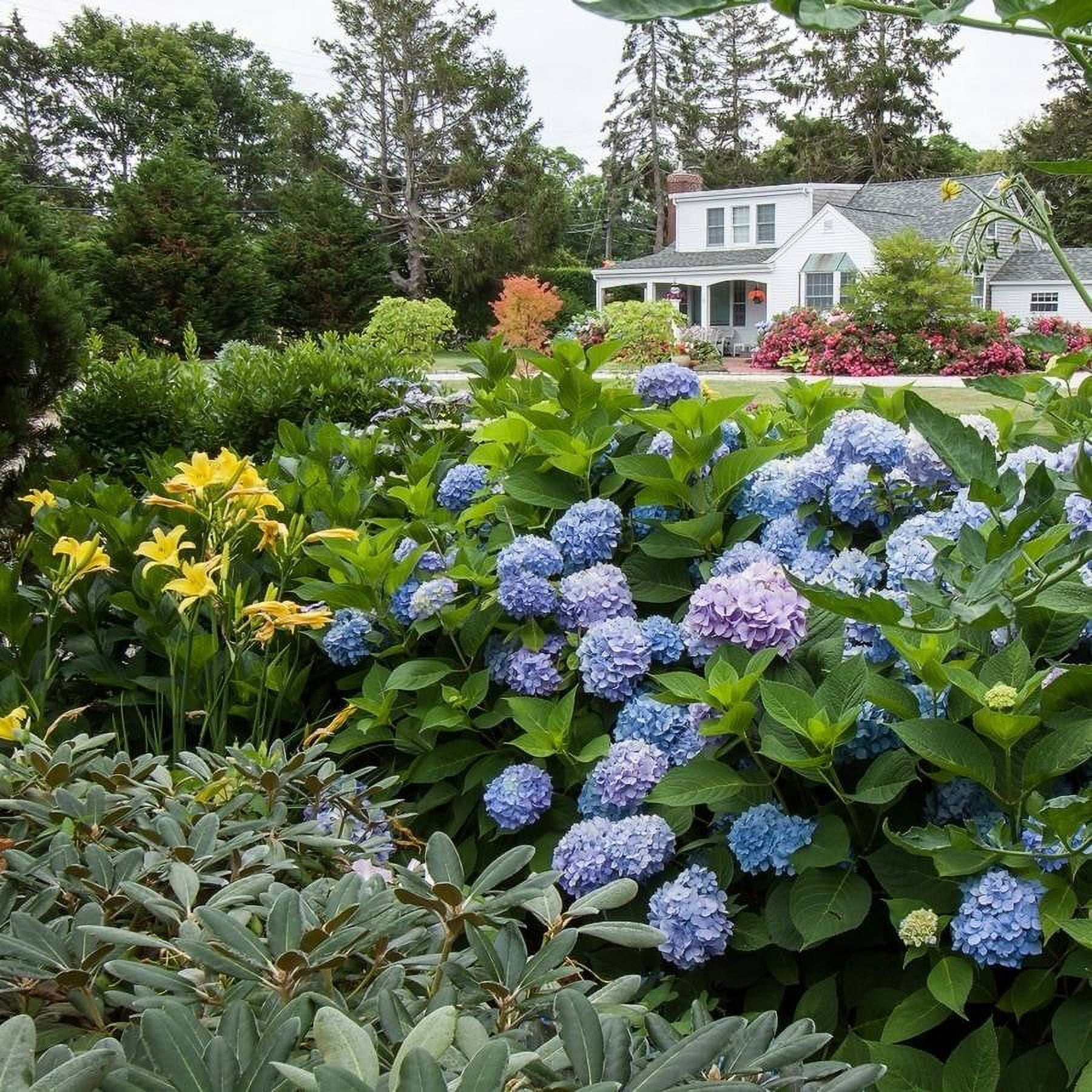 Endless Summer The Original Reblooming Hydrangea Live Shrub in 1-Gallon Grower Pot