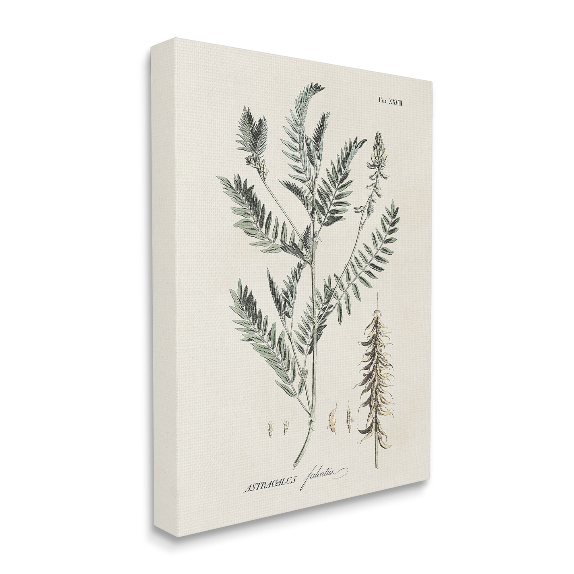 Stupell Industries Woodland Leaf Study Botanical & Floral Painting Gallery Wrapped Canvas Art Print Wall Art, 36 x 48