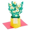 Hallmark Paper Wonder 3D Pop-Up Mother's Day Card (Daisies in Yellow Pot)