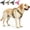 Brown, variant on No Pull Dog Harness with Handle Walking Training Vest | 2026 New Front Clip Dog Harness, Reflective Pet Vest Tactical Harness for Large Medium Small Dogs Walking Training