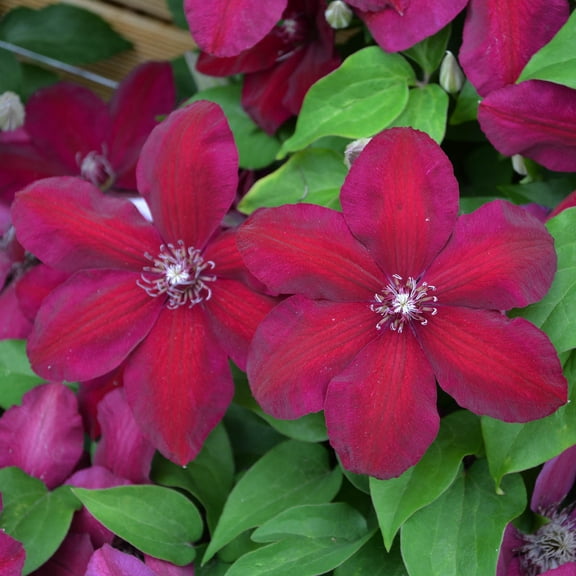 Direct Gardening Westerplatte Clematis Vine Dormant Bare Root Red Flowering Perennial Starter Plant