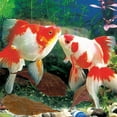 thumbnail image 4 of 20Pcs Water Quality Purification Tablet Catappa Leaves For Aquariums Almond Leaves For Fish Almond Leaves For Catappa The Leaves Of The Almond Catappa Tank Create An Environment, 4 of 6