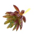 thumbnail image 4 of Flor Artificial Floral Toque Real Planta de Paisaje Follaje Sin Maceta DIY Artesanía Favor Jardín Oficina Decoración Del Macarena  Planta Succulenta Artificial, 4 of 7